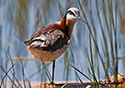 Phalaropus tricolor